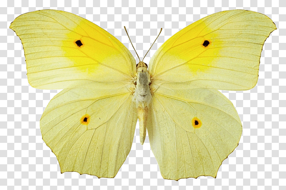 Wallpaper Collection For Your Computer And Mobile Phones Background Yellow Butterfly, Insect, Invertebrate, Animal, Moth Transparent Png