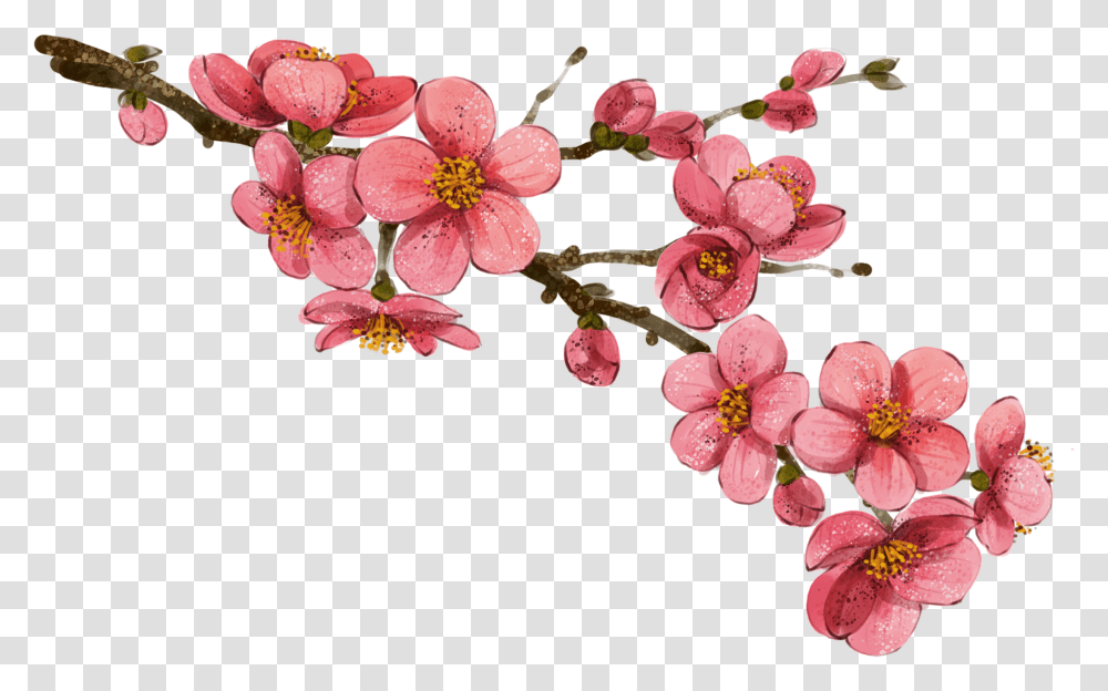 Wallpaper Drawing Flower Drawings Of Korean Flowers, Plant, Blossom, Cherry Blossom, Geranium Transparent Png