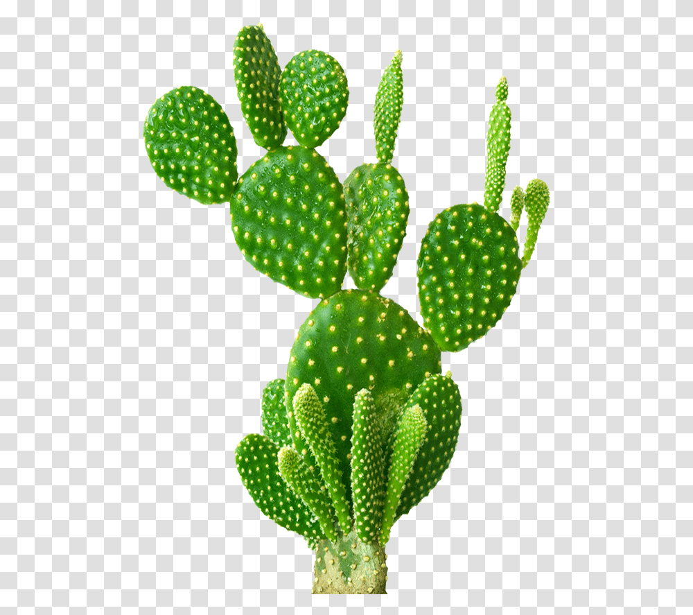 Wallpaper V Nopal, Plant, Cactus Transparent Png