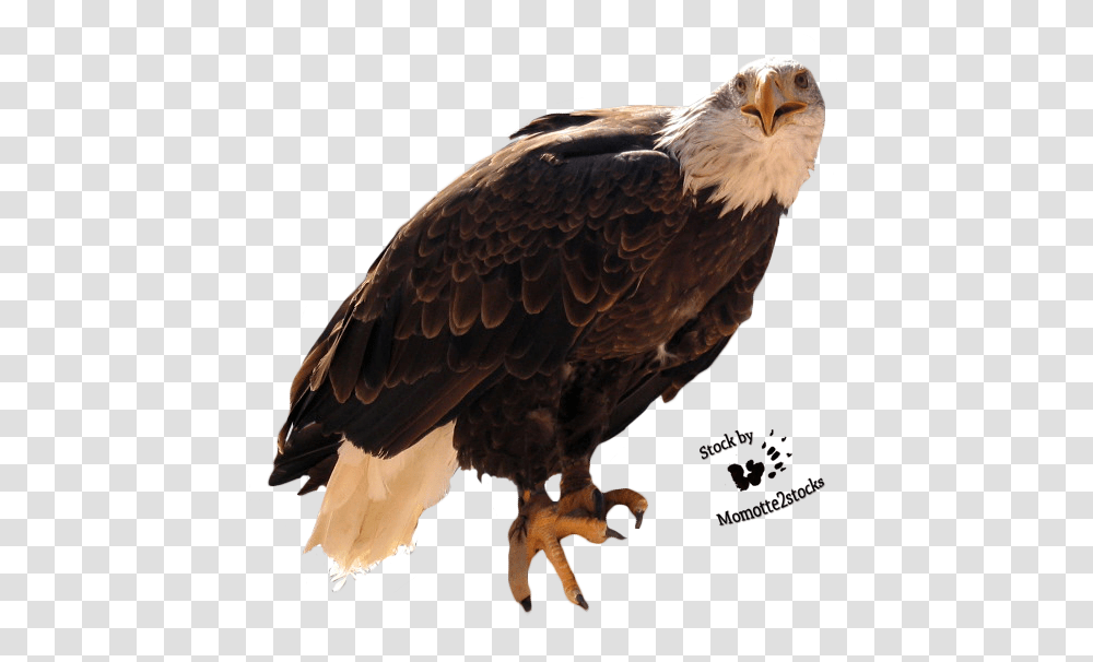 Wallpapers Backgrounds Big Mountain Eagle Eagle Cut, Bird, Animal, Bald Eagle, Chicken Transparent Png