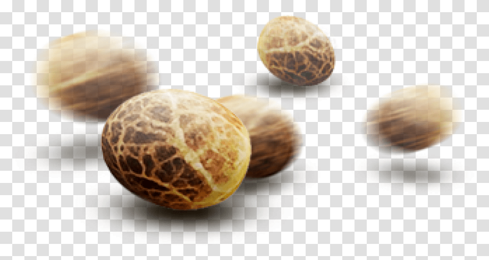 Wallpapers Bud Xz Seeds Weed, Plant, Nut, Vegetable, Food Transparent Png