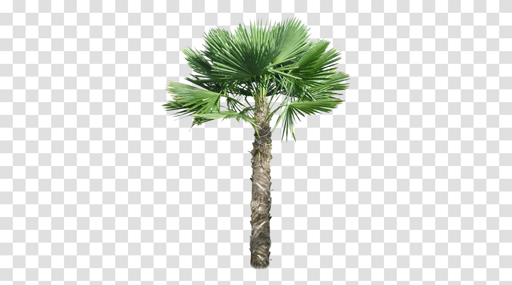 Wallpapers V41 Palm Tree Over Water Fw20 Palm Tree In A Pot, Plant, Arecaceae, Cross, Symbol Transparent Png