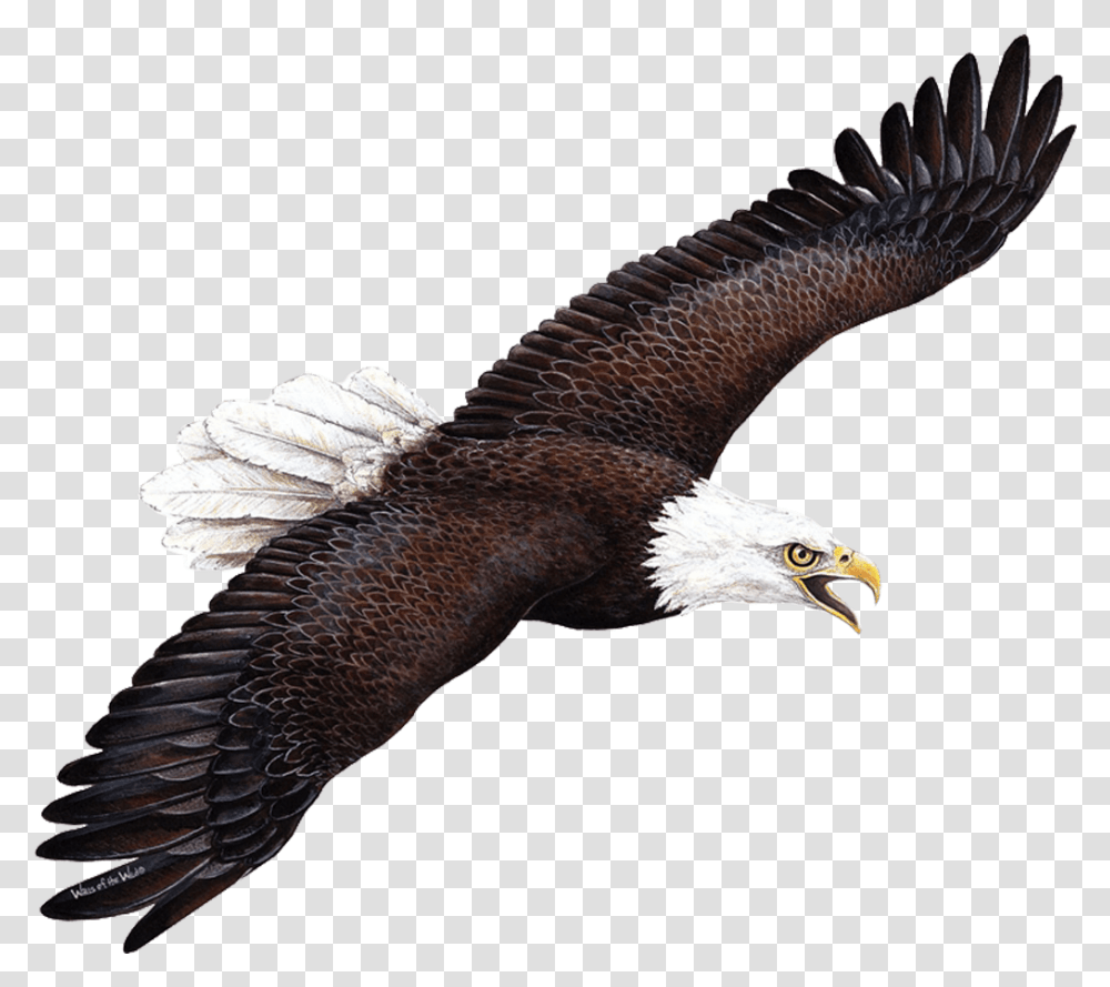 Wallsofthewild Giant Eagle Wall Sticker Download Walls Of The Wild, Bird, Animal, Bald Eagle, Flying Transparent Png