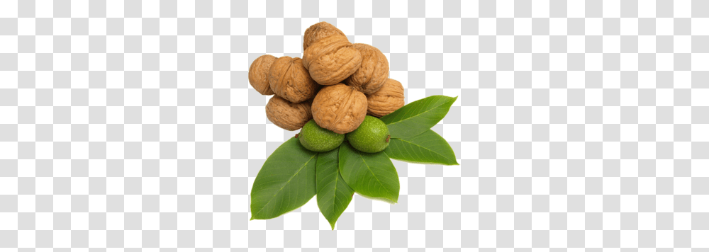 Walnut, Plant, Vegetable, Food, Fungus Transparent Png