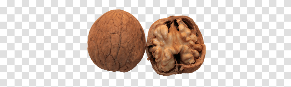 Walnut, Plant, Vegetable, Food, Fungus Transparent Png