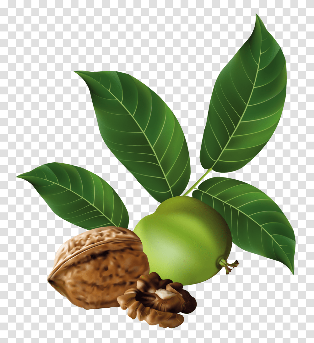 Walnut, Plant, Vegetable, Food, Leaf Transparent Png