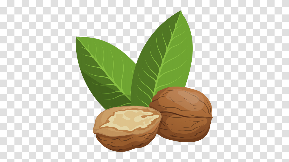 Walnut, Plant, Vegetable, Food Transparent Png