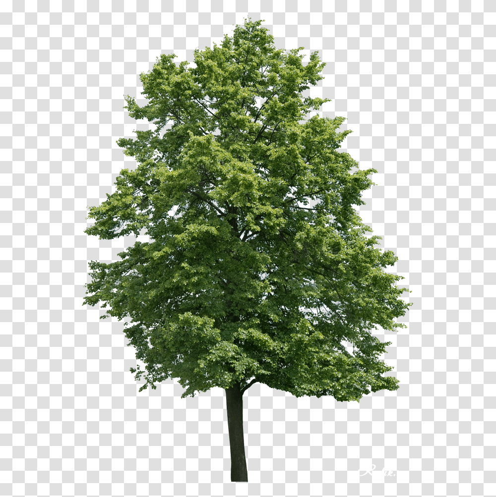 Walnut Tree, Plant, Oak, Maple, Sycamore Transparent Png