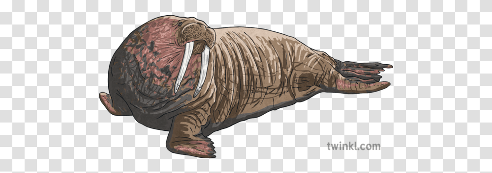 Walrus Arctic Animal English Ks2 Illustration Twinkl Walrus, Mammal, Sea Life, Tattoo, Skin Transparent Png