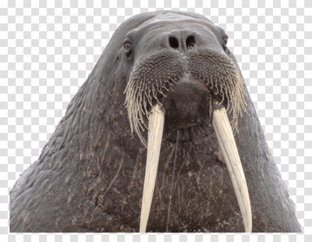 Walrus Background, Bird, Animal, Sea Life, Mammal Transparent Png
