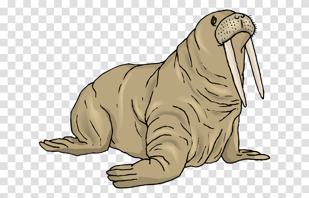 Walrus Background Image Walrus Clipart Free, Mammal, Sea Life, Animal, Tiger Transparent Png