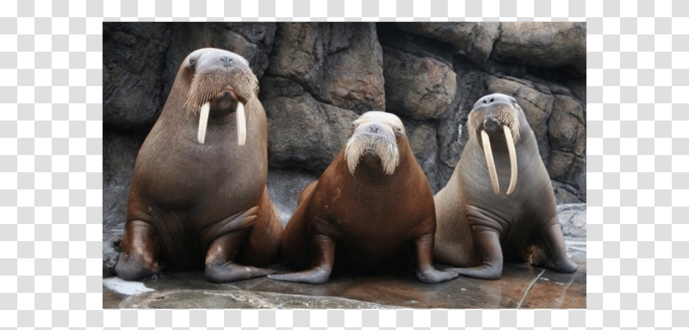 Walrus California, Mammal, Sea Life, Animal, Elephant Transparent Png
