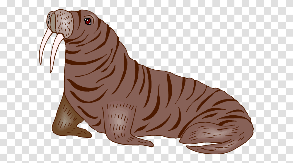 Walrus Clipart 60 Cliparts Background Walrus Clipart, Mammal, Animal, Sea Life Transparent Png