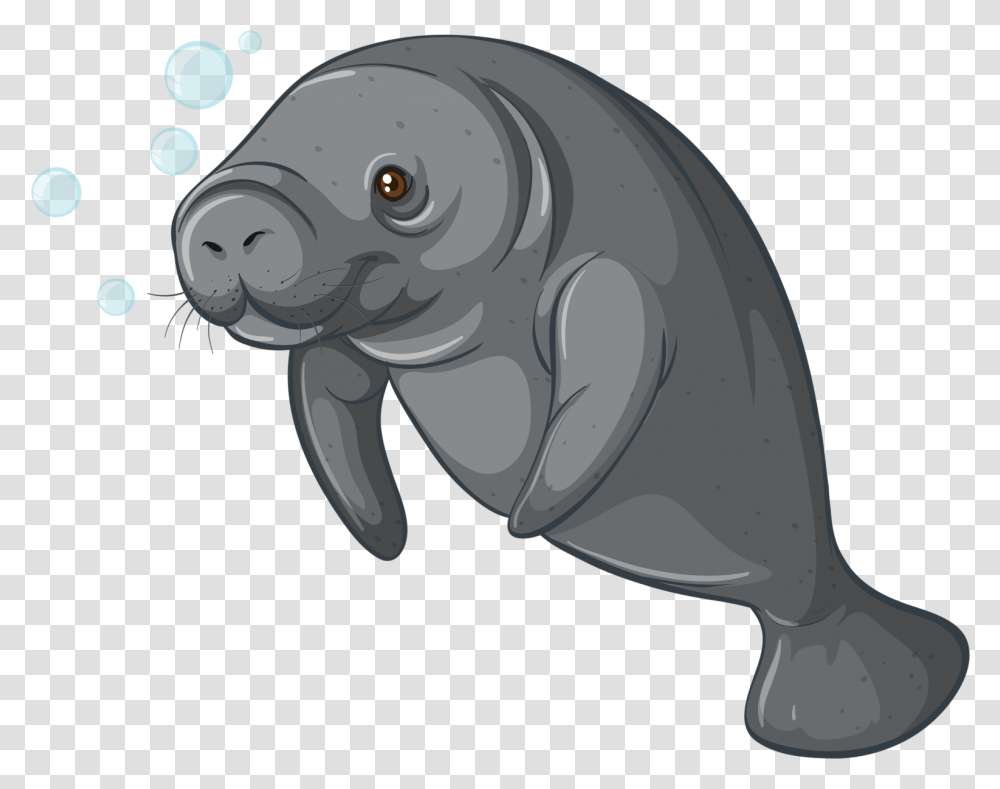 Walrus Clipart Background Sea Creature Manatee Clipart, Mammal, Animal, Wildlife, Sea Life Transparent Png