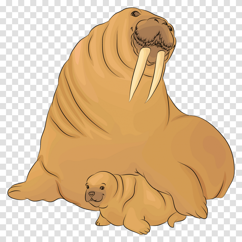 Walrus Clipart, Mammal, Sea Life, Animal, Person Transparent Png