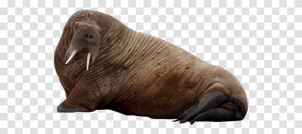 Walrus Clipart Walrus, Mammal, Sea Life, Animal Transparent Png
