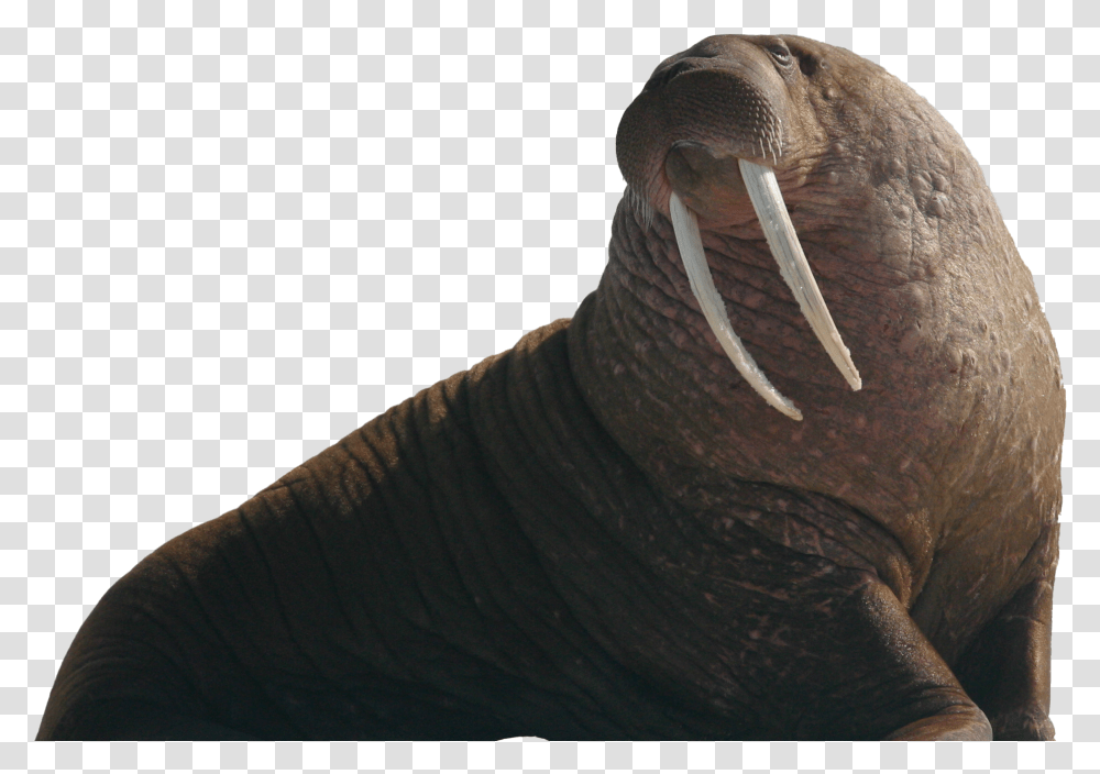 Walrus Free Walrus, Mammal, Sea Life, Animal, Person Transparent Png