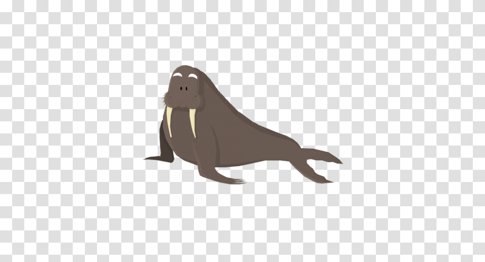 Walrus, Mammal, Sea Life, Animal, Mole Transparent Png