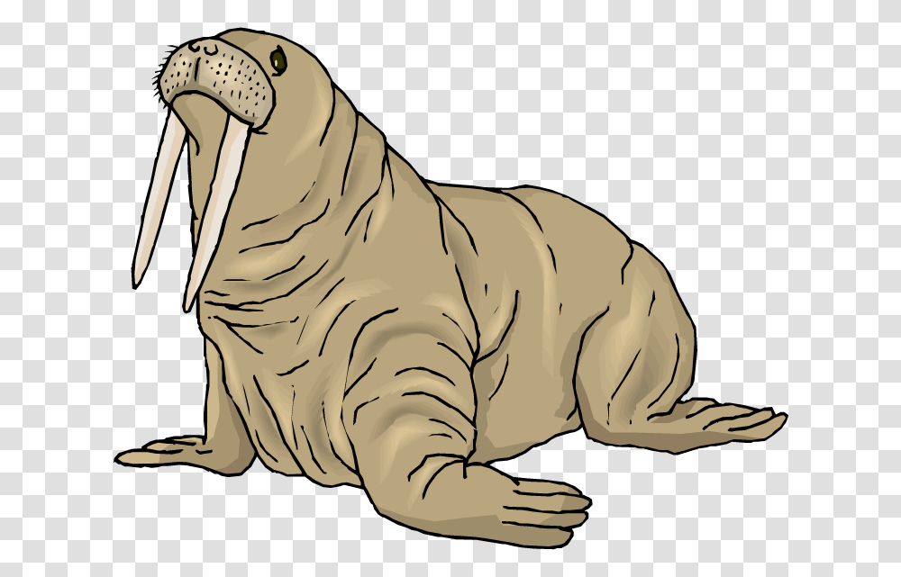 Walrus, Mammal, Sea Life, Animal, Tiger Transparent Png