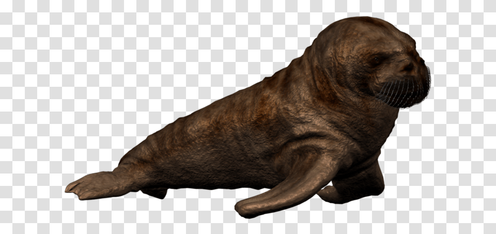 Walrus Picture Baby Walrus, Dog, Pet, Canine, Animal Transparent Png