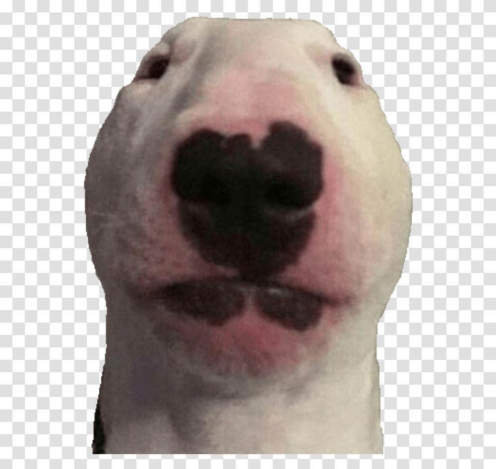 Walter Dog, Snout, Head, Mouth, Lip Transparent Png