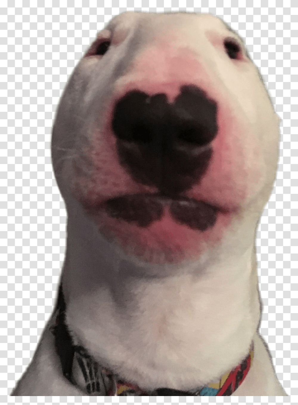 Walter Sticker Nelson The Bull Terrier, Snout, Jaw, Person, Human Transparent Png