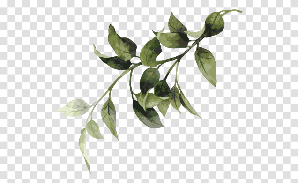 War Book Twig, Leaf, Plant, Annonaceae, Tree Transparent Png