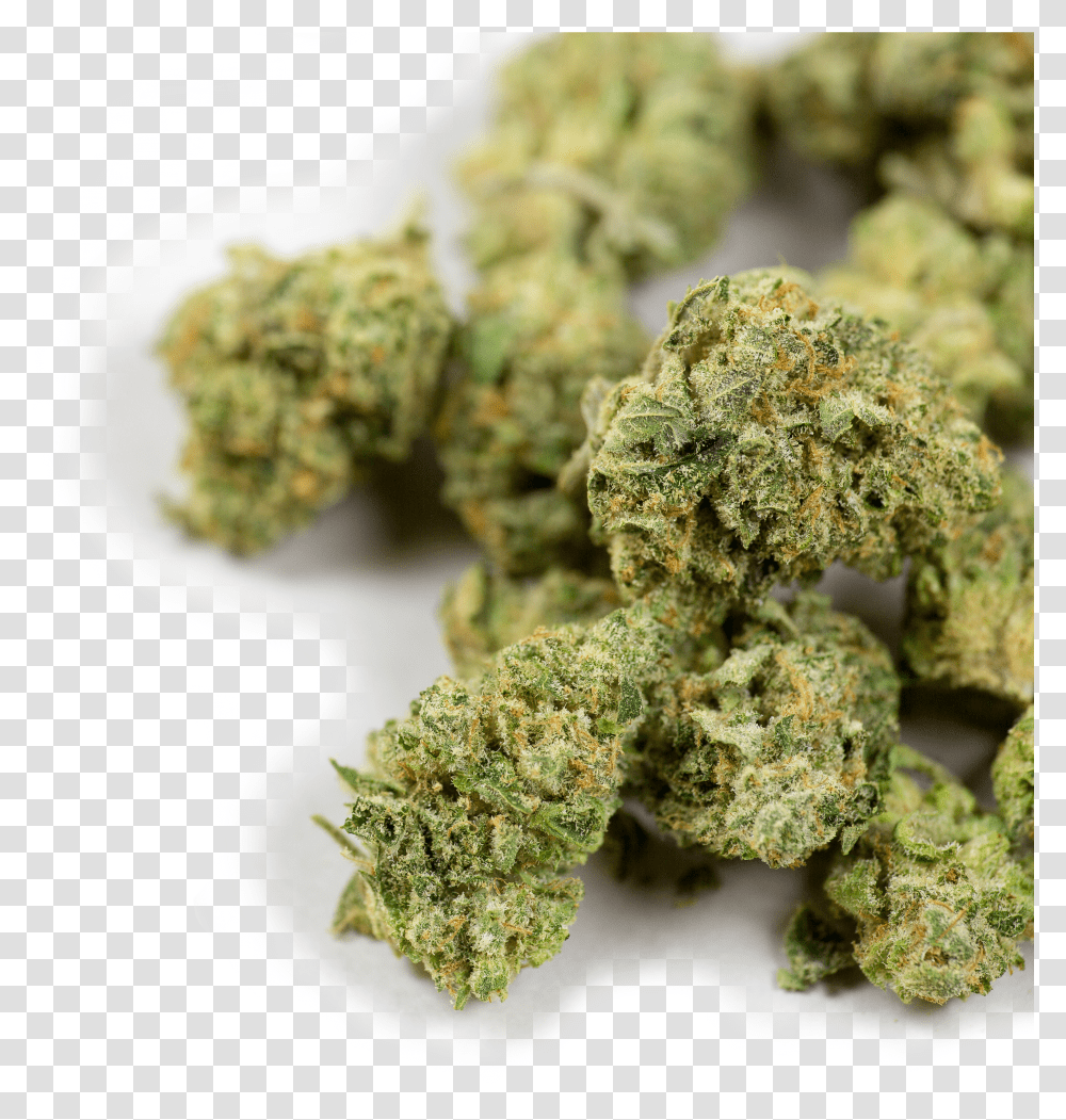 War On Weed Hd Download Transparent Png