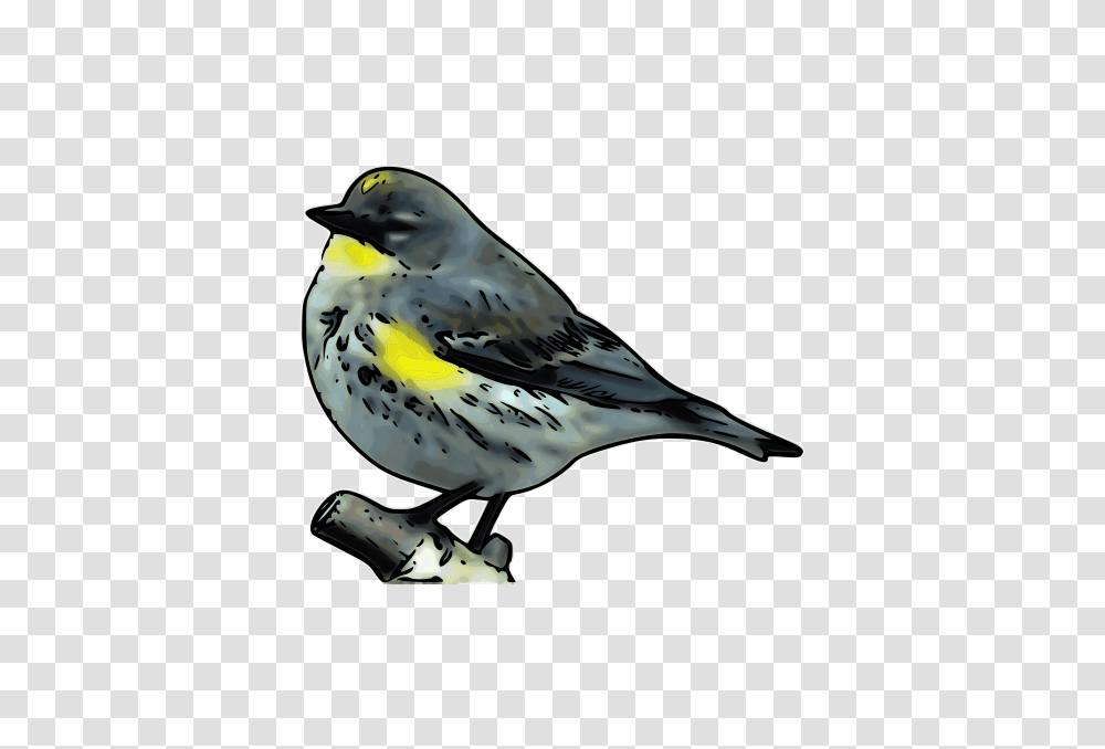 Warbler, Animals, Bird, Finch, Canary Transparent Png