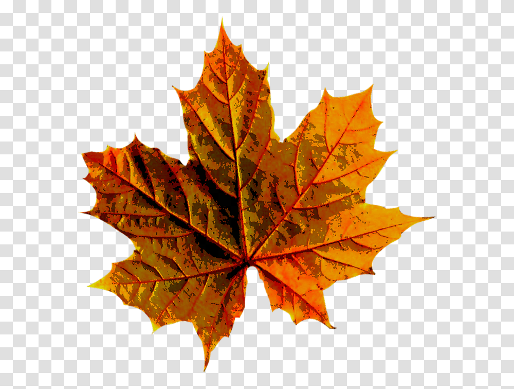 Warna Daun Musim Gugur, Leaf, Plant, Tree, Maple Transparent Png