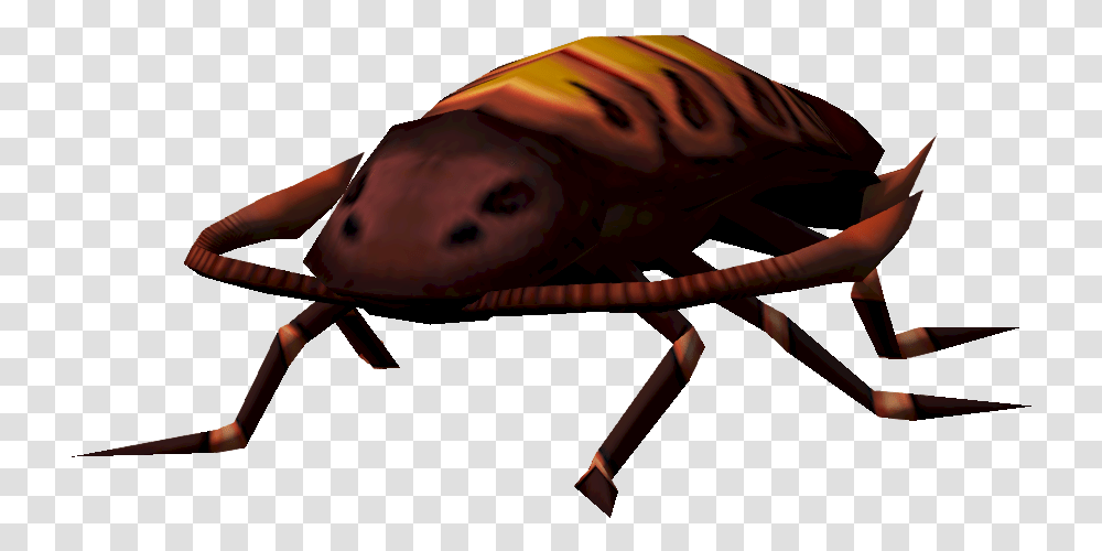 Warped Cockroach Weevil, Animal, People, Person, Human Transparent Png