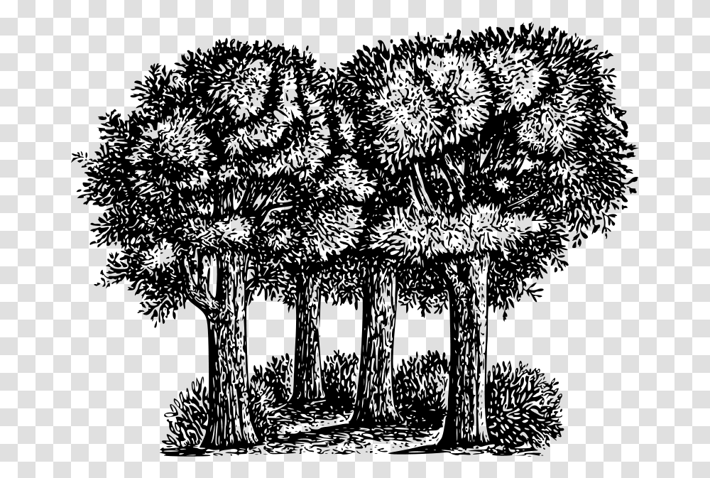 Warszawianka Group Of Trees, Nature, Gray, World Of Warcraft Transparent Png