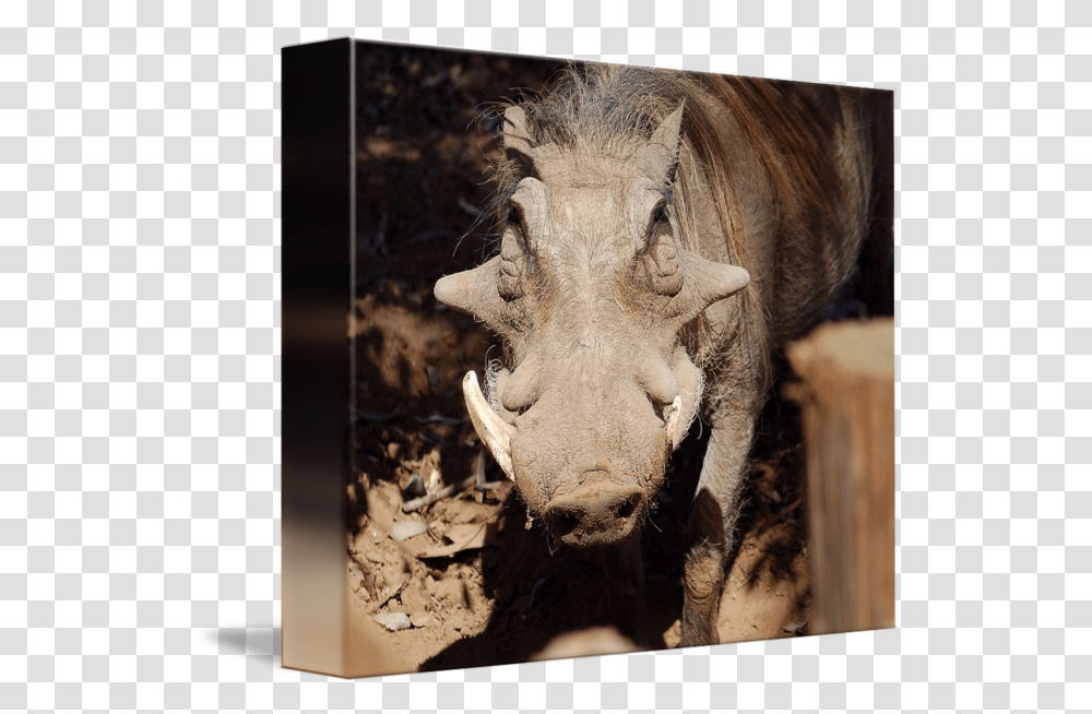 Warthog Beauty By Teresa Schuerman Picture Frame, Wildlife, Mammal, Animal, Pig Transparent Png