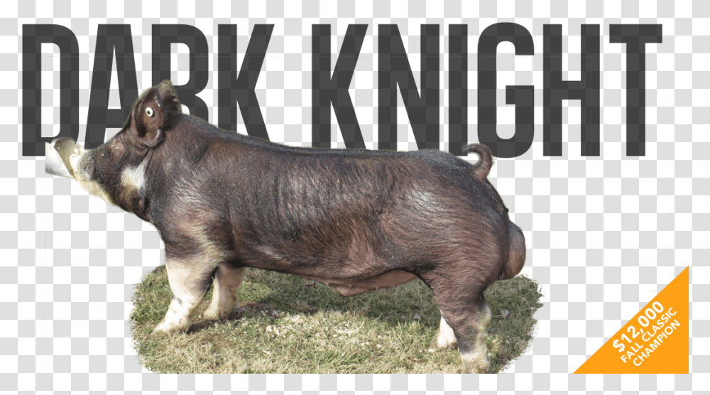 Warthog, Pig, Mammal, Animal, Boar Transparent Png