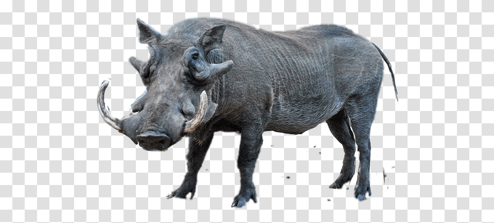 Warthog Sticker By Taliafera Common Warthog, Wildlife, Mammal, Animal, Pig Transparent Png