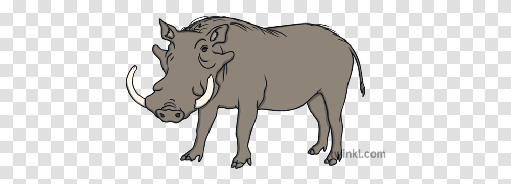 Warthog Wild Pig Savanna Saharan Africa Animal Open Eyes Ks1 Big, Wildlife, Mammal, Elephant, Boar Transparent Png
