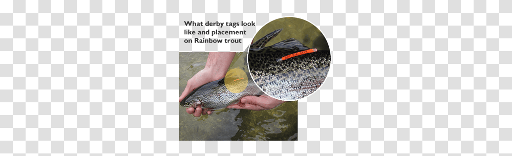 Washington Tagged Trout, Fish, Animal, Outdoors, Person Transparent Png