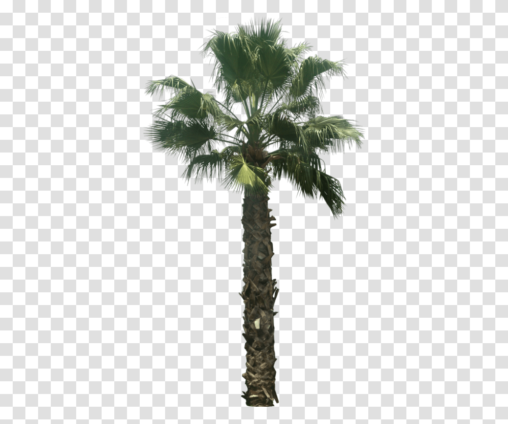 Washingtonia Palm Tree Date Palm Tree, Plant, Arecaceae, Bird, Animal Transparent Png