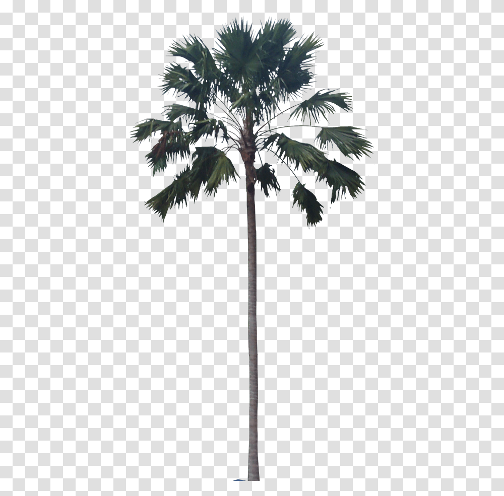 Washingtonia Palmas Para Photoshop, Tree, Plant, Palm Tree, Arecaceae Transparent Png