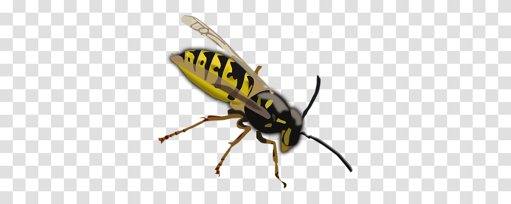 Wasp Animals, Bee, Insect, Invertebrate Transparent Png