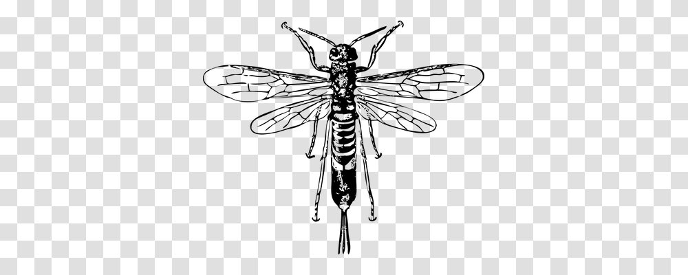 Wasp Animals, Gray, World Of Warcraft Transparent Png