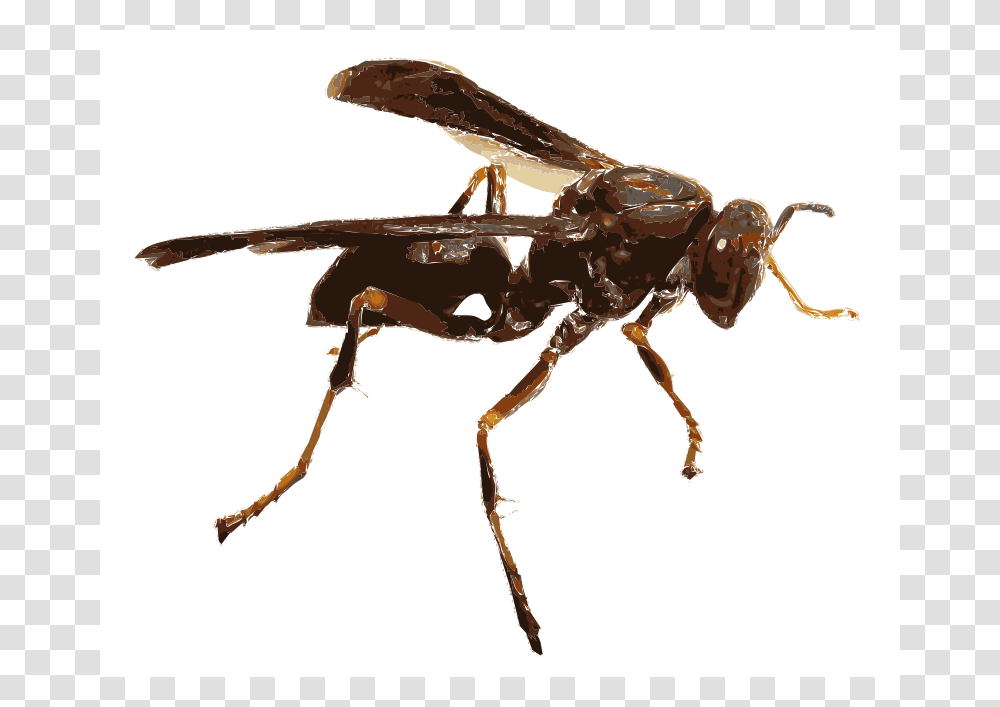 Wasp, Animals, Bee, Insect, Invertebrate Transparent Png