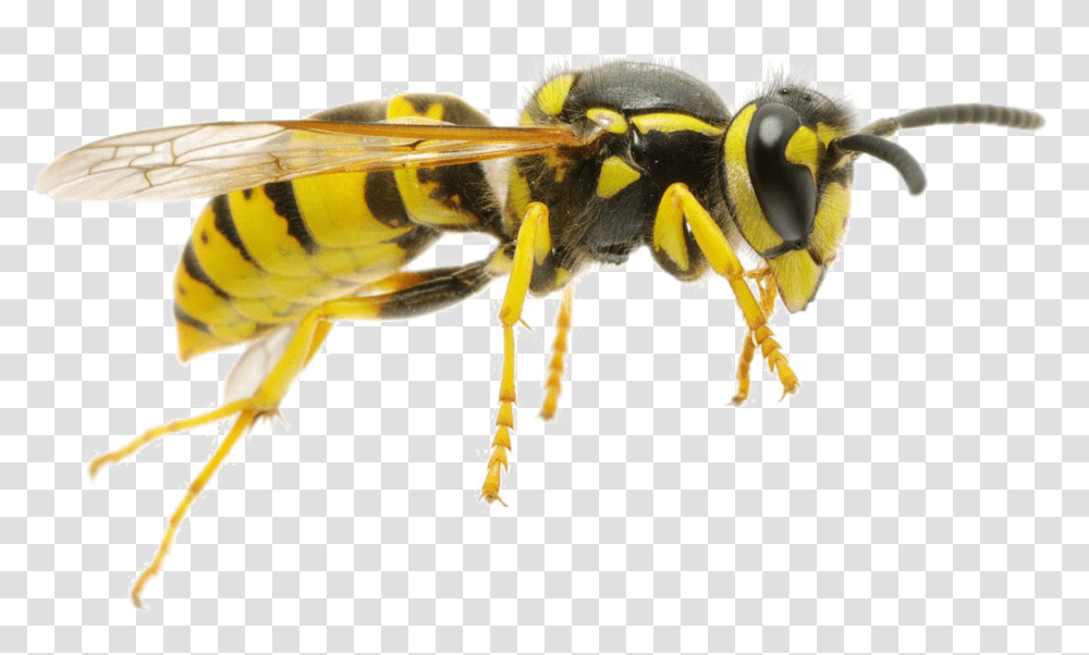 Wasp, Bee, Insect, Invertebrate, Animal Transparent Png