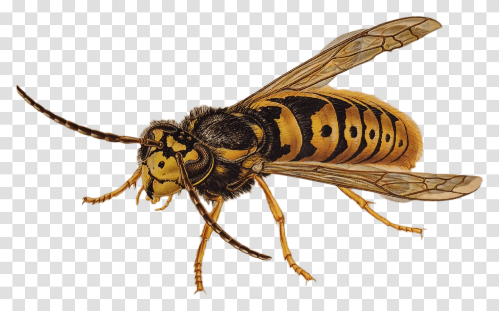 Wasp, Bee, Insect, Invertebrate, Animal Transparent Png