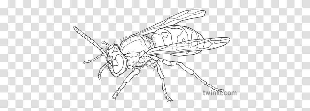 Wasp Black And White 2 Illustration Twinkl Insects, Bee, Invertebrate, Animal, Hornet Transparent Png