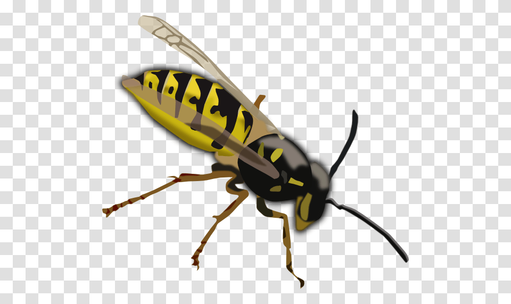 Wasp Clip Art, Bee, Insect, Invertebrate, Animal Transparent Png