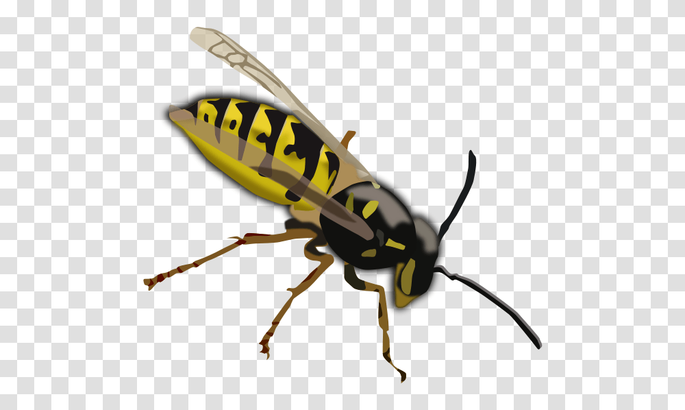 Wasp Clip Arts For Web, Bee, Insect, Invertebrate, Animal Transparent Png