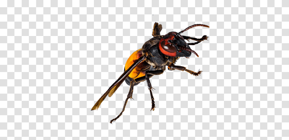 Wasp Control Newcastle Wasp Exterminators Removal Services Nsw, Insect, Invertebrate, Animal, Bee Transparent Png