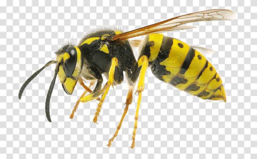 Wasp Difference Between Wasp And Queen Bee, Insect, Invertebrate, Animal, Andrena Transparent Png