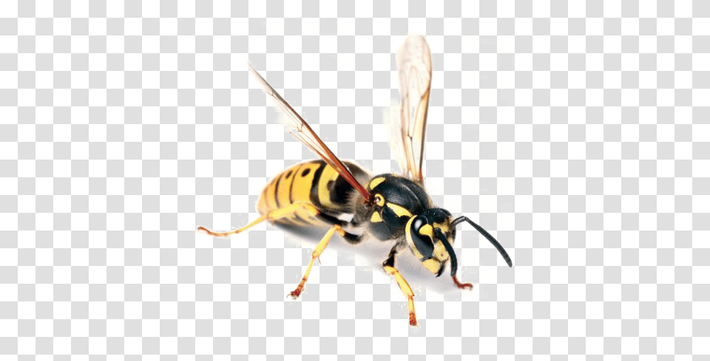 Wasp Free Image Arts, Bee, Insect, Invertebrate, Animal Transparent Png